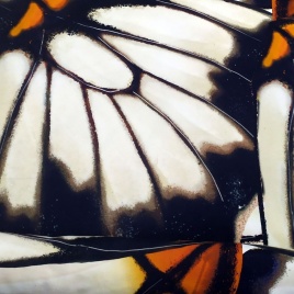 Трикотаж Футер 2-нитка Петля Купон Взмах крыла